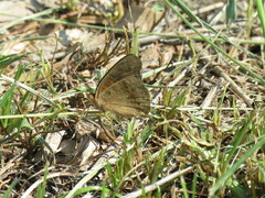 Junonia nigrosuffusa