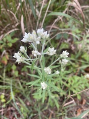 Pseudognaphalium