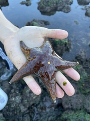 Dermasterias imbricata