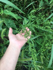 Dysphania ambrosioides