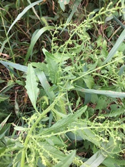 Dysphania ambrosioides