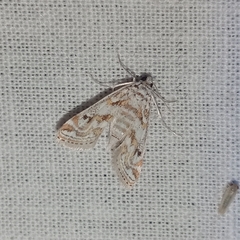 Parapoynx diminutalis