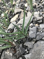 Poa cenisia