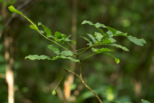 Commiphora zanzibarica image