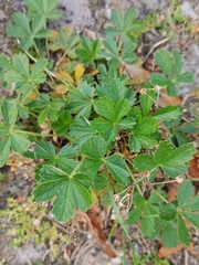 Potentilla argentea