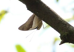Archaeoprepona amphimachus pseudomeander
