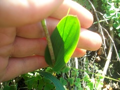 Pterygodium catholicum