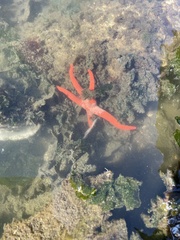 Henricia