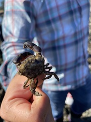 Lophopanopeus bellus