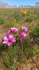 Monsonia speciosa