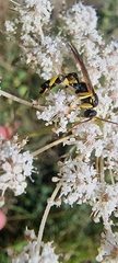 Ichneumonina