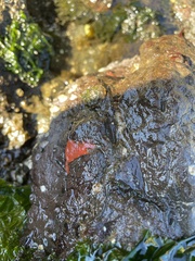 Porifera
