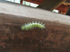 Lonomia