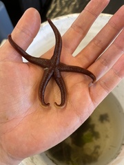 Henricia