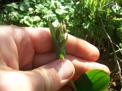 Pterygodium catholicum