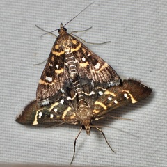 Diathrausta