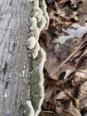 Cerrena unicolor