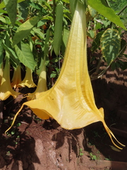Brugmansia suaveolens