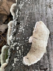 Cerrena unicolor
