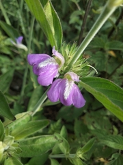 Acanthaceae