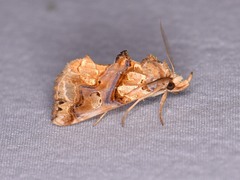 Plusiodonta compressipalpis