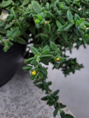 Delosperma echinatum