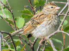 Spizella passerina