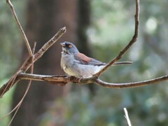 Junco phaeonotus