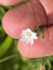 Epilobium leptophyllum