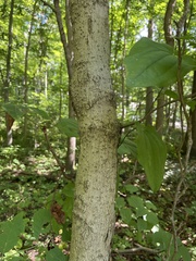 Acer nigrum