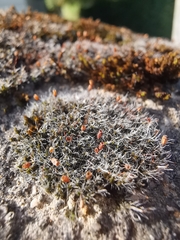 Grimmia pulvinata