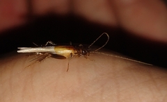 Stenonemobius gracilis