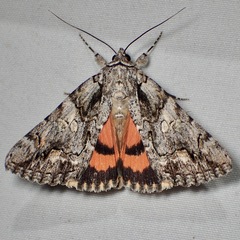 Catocala verrilliana