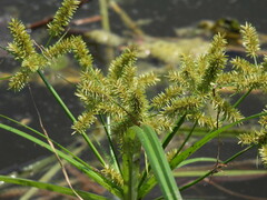 Cyperus erythrorhizos