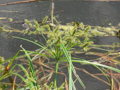 Cyperus erythrorhizos