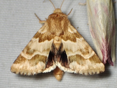 Schinia errans photo 3