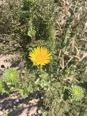 Grindelia