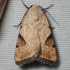 Micrathetis costiplaga