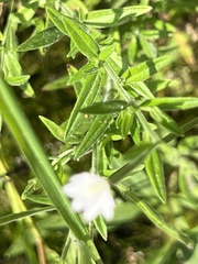 Epilobium leptophyllum