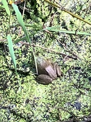 Lithobates catesbeianus