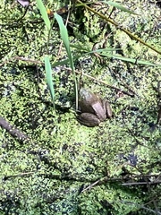 Lithobates catesbeianus