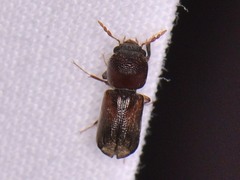 Xylobiops texanus