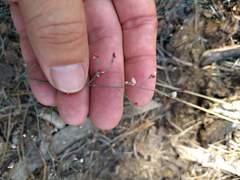 Eriogonum apiculatum