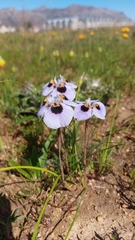Moraea villosa