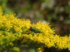Chrysididae