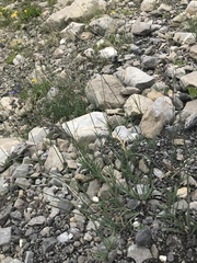 Poa cenisia