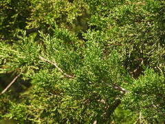 Juniperus ashei