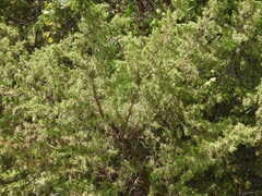 Juniperus ashei