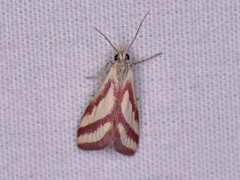 Microtheoris vibicalis
