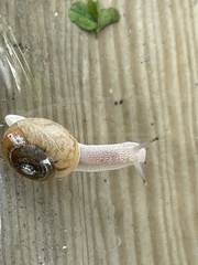 Neohelix albolabris